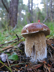 mushrooms in the forest