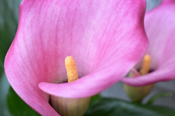 Intense purple Calla in pink coloring, macro
