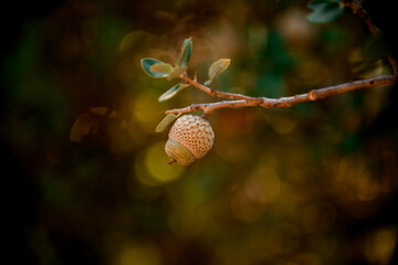 great view of tree branch with young green acorn on it © fesenko