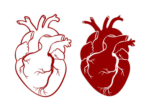 Human heart. Anatomical realistic heart, line art, vector illustration