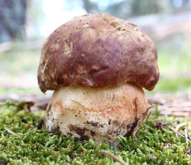 boletus edulis mushroom