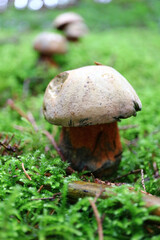 mushroom in the forest