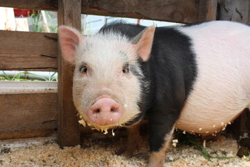 funny piggy black and white meat pig animal in the paddock on the farm