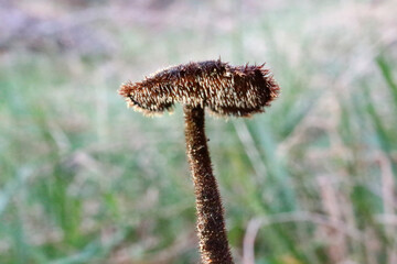 close up of a mushroom