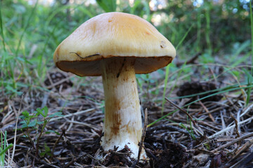 mushroom in the grass