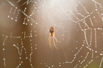 spider in web