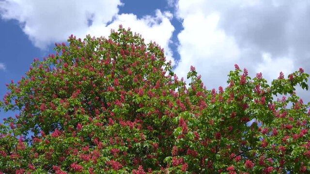 Baumkrone von einem rot bl&uuml;henden Kastanienbaum gegen den Himmel