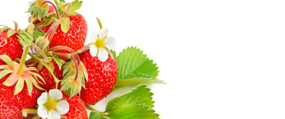 Strawberries with strawberry leaf on white background. Free space for text. Wide photo.