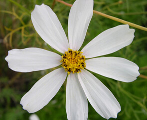 Obraz premium Cosmos flower, white. Summer flower. Macro photography.