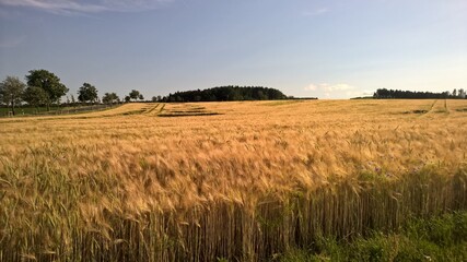 Feld bei Tobertitz