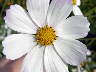 Cosmos flower, white. Summer flower. Macro photography.