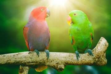 Fototapeta na wymiar Two Cockatoo birds perching on the branch