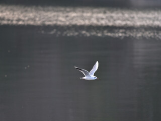 海の上を飛ぶユリカモメ