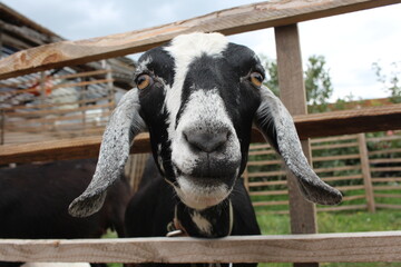 a black-and-white Nubian goat with long ears poked its muzzle into the fence looks at the animal on the farm