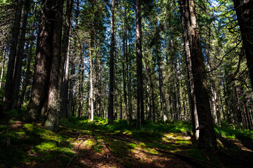 footpath in the woods with high pines and sunlight and long shadows 