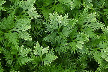 Little-club-moss (Selaginella) in the park.