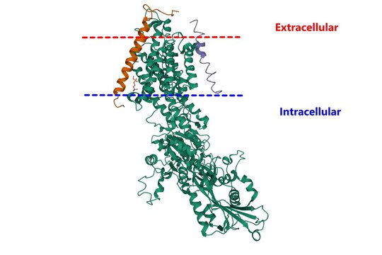 Structure of sodium–potassium adenosine triphosphatase, also known as the sodium–potassium pump, 3D cartoon model, white background