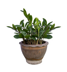 Zamioculcas zamiifolia in pot, Ornamental plants, home decoration plants Isolated on White Background.