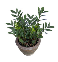 Zamioculcas zamiifolia in pot, Ornamental plants, home decoration plants Isolated on White Background.