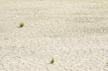 Aves en un estanque