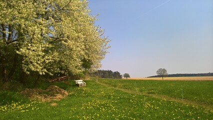 Fototapeta premium Frühling in Tobertitz