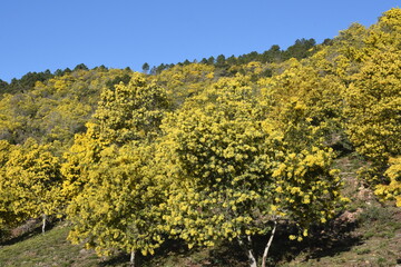 France, côte d'azur, Tanneron,  forêt de mimosa, importé d'Australie où il fleurit en été, il a continué à fleurir à la même période qui correspond à l'hiver en France.