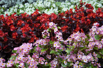 Obraz premium colorful begonia flower. Close up of lush blooming of a lot of begonias with pink flowers and bronze leaves under bright sunshine, floristic texture for background