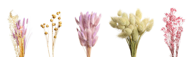 Set with beautiful decorative dry flowers on white background, banner design © New Africa