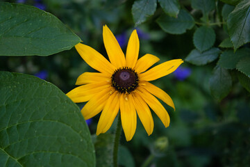 Rudbeckia in yellow tones create the big bright stain in a garden