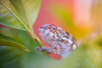 Beautiful colored chameleon.  colorful chameleon perched on a branch looking © OMP.stock