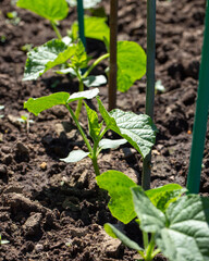 Сucumber seedlings growing on garden bed. Gardening concept, springtime.