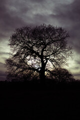 Fototapeta na wymiar grey sky tree
