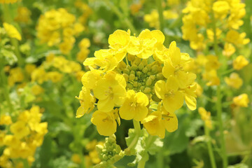 春の風景 菜の花 黄色 鮮やか 綺麗 美しい 優美 可憐 かわいい パステル 満開
