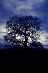 blue sky tree