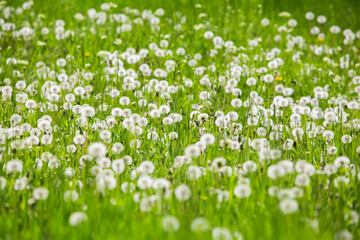 Dandelion field background