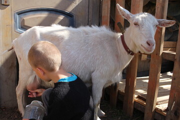 Russia, Novosibirsk, 26.04.2020: baby boy milks a goat on the farm milk