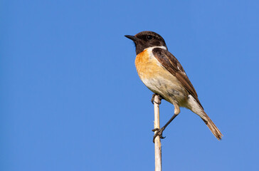European stonechat, Saxicola rubicola. A male bird sits on a cane stalk against the background of the sky