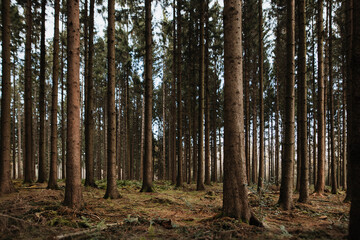 Fototapeta premium Idyllischer Nadelwald