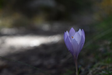 Flor violeta