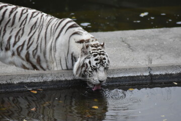 Tigre blanco bebiendo
