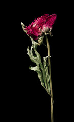 Aster. Dried dead flower isolated on black background. Sample of a flower in oriental style with pastel colors.