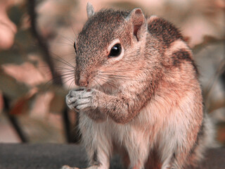squirrel in the park eating