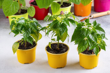 Young plants of pepper in pots. Spring seedlings. Gardening concept, springtime.