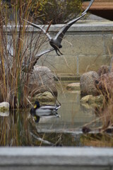 Ánade real macho solitario entre las gaviotas metálicas