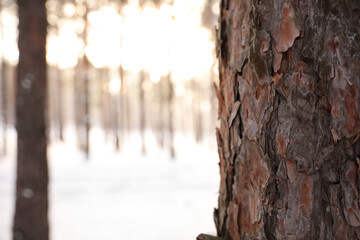 Snowy forest in winter, focus on tree trunk