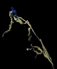 Isolated cornflower on a black background dry flower with crumpled parts of dry leaves and petals with a part of dry stem. Herbarium of ordinary flowers improperly dried.