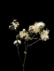 Dandelions fluffed up. Dried dead flower isolated on black background. Sample of a flower in oriental style with pastel colors.
