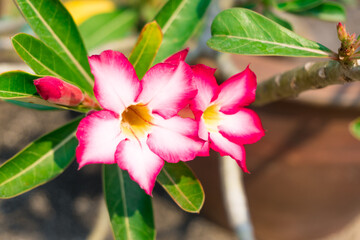 Beautiful Desert rose flower in the garden, Mock azalea flowers, Impala lily flower.