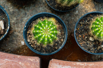 Obraz na płótnie Canvas Top view small green cactus plant in pot.