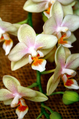 Fototapeta na wymiar orchidee auf leinen